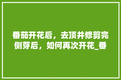番茄开花后，去顶并修剪完侧芽后，如何再次开花_番茄开花后怎么种植视频 番茄开花后，去顶并修剪完侧芽后，如何再次开花_番茄开花后怎么种植视频 植物种类
