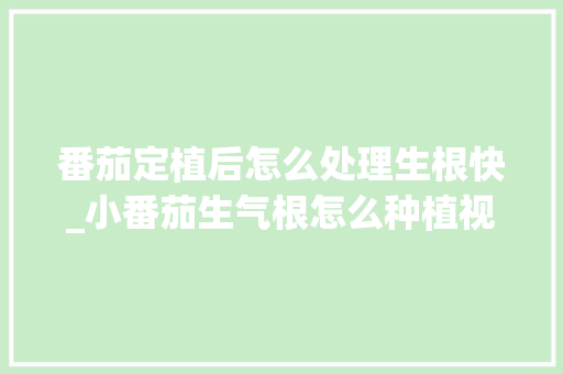 番茄定植后怎么处理生根快_小番茄生气根怎么种植视频