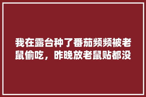 我在露台种了番茄频频被老鼠偷吃，昨晚放老鼠贴都没捉到，还有哪种方式有效灭鼠_种植番茄怎么防老鼠咬