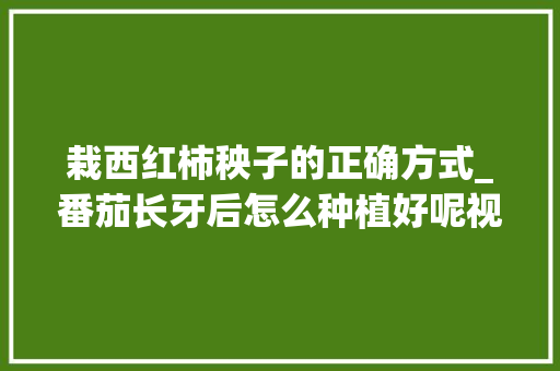 栽西红柿秧子的正确方式_番茄长牙后怎么种植好呢视频