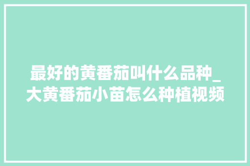 最好的黄番茄叫什么品种_大黄番茄小苗怎么种植视频 土壤施肥 最好的黄番茄叫什么品种_大黄番茄小苗怎么种植视频 最好的黄番茄叫什么品种_大黄番茄小苗怎么种植视频 土壤施肥