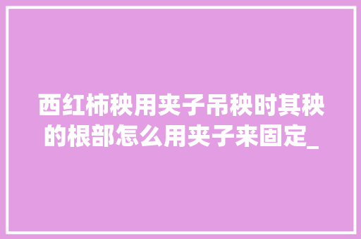 西红柿秧用夹子吊秧时其秧的根部怎么用夹子来固定_番茄种植夹子怎么用图解视频 西红柿秧用夹子吊秧时其秧的根部怎么用夹子来固定_番茄种植夹子怎么用图解视频 番茄病虫害防治