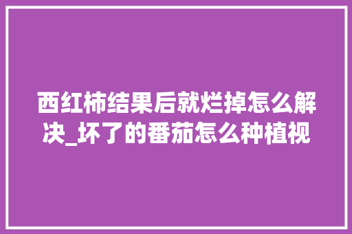 西红柿结果后就烂掉怎么解决_坏了的番茄怎么种植视频 西红柿结果后就烂掉怎么解决_坏了的番茄怎么种植视频 土壤施肥
