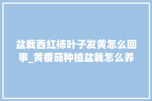 盆栽西红柿叶子发黄怎么回事_黄番茄种植盆栽怎么养殖的 盆栽西红柿叶子发黄怎么回事_黄番茄种植盆栽怎么养殖的 植物种类