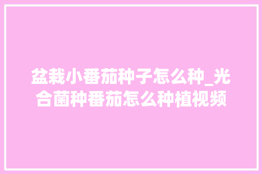 盆栽小番茄种子怎么种_光合菌种番茄怎么种植视频