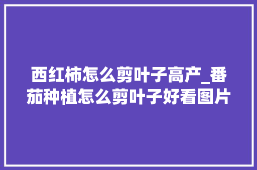 西红柿怎么剪叶子高产_番茄种植怎么剪叶子好看图片 西红柿怎么剪叶子高产_番茄种植怎么剪叶子好看图片 土壤施肥