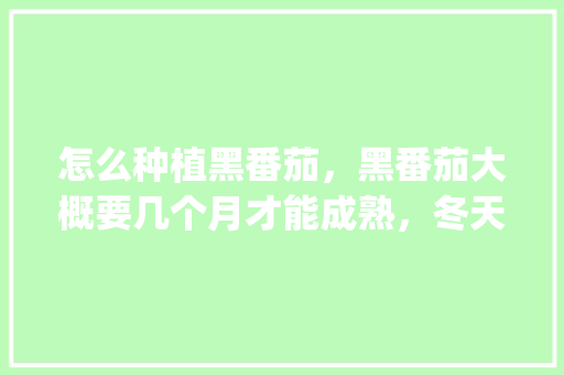 怎么种植黑番茄，黑番茄大概要几个月才能成熟，冬天怎么种植_小黑番茄种子怎么种植视频 怎么种植黑番茄，黑番茄大概要几个月才能成熟，冬天怎么种植_小黑番茄种子怎么种植视频 番茄种植技巧