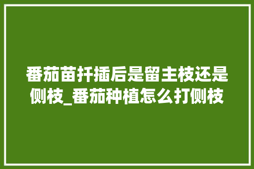 番茄苗扦插后是留主枝还是侧枝_番茄种植怎么打侧枝好呢 番茄苗扦插后是留主枝还是侧枝_番茄种植怎么打侧枝好呢 土壤施肥