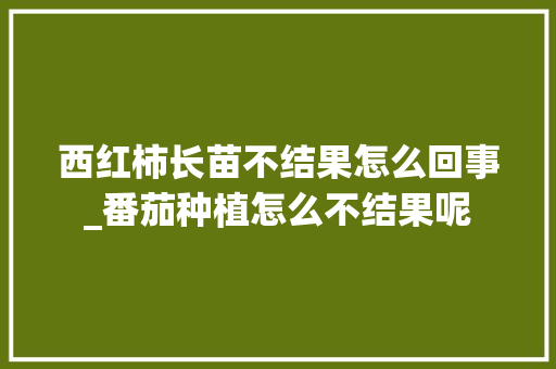 西红柿长苗不结果怎么回事_番茄种植怎么不结果呢 西红柿长苗不结果怎么回事_番茄种植怎么不结果呢 农业常识