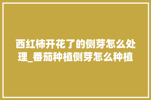 西红柿开花了的侧芽怎么处理_番茄种植侧芽怎么种植视频 西红柿开花了的侧芽怎么处理_番茄种植侧芽怎么种植视频 番茄种植技巧