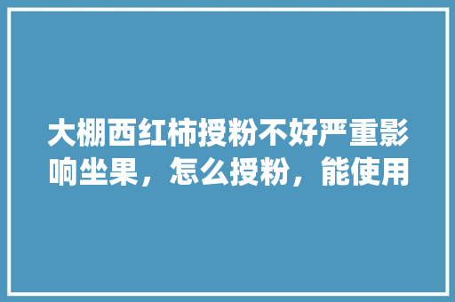 大棚西红柿授粉不好严重影响坐果，怎么授粉，能使用激素吗_大棚番茄如何授粉