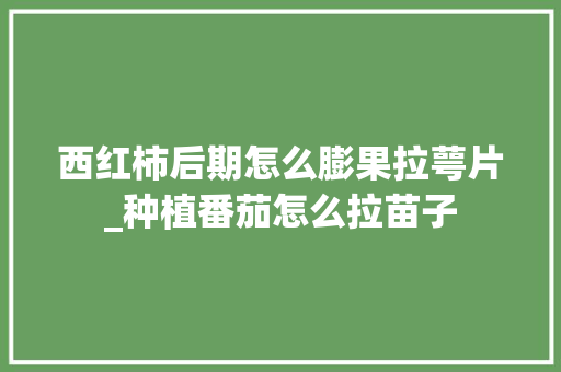 西红柿后期怎么膨果拉萼片_种植番茄怎么拉苗子