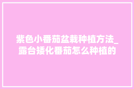 紫色小番茄盆栽种植方法_露台矮化番茄怎么种植的