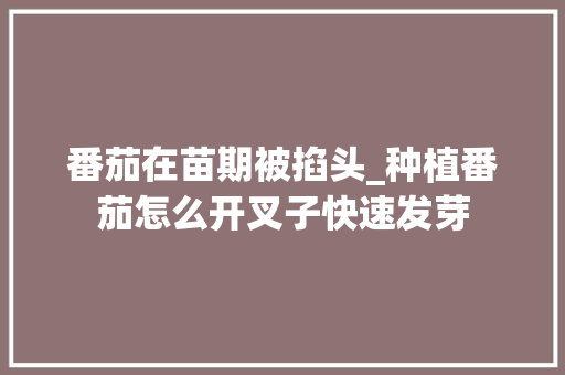 番茄在苗期被掐头_种植番茄怎么开叉子快速发芽 番茄在苗期被掐头_种植番茄怎么开叉子快速发芽 土壤施肥