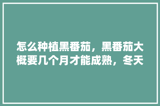 怎么种植黑番茄，黑番茄大概要几个月才能成熟，冬天怎么种植_黑番茄盆栽怎么种植视频 怎么种植黑番茄，黑番茄大概要几个月才能成熟，冬天怎么种植_黑番茄盆栽怎么种植视频 植物种类