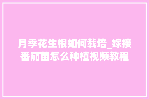 月季花生根如何载培_嫁接番茄苗怎么种植视频教程