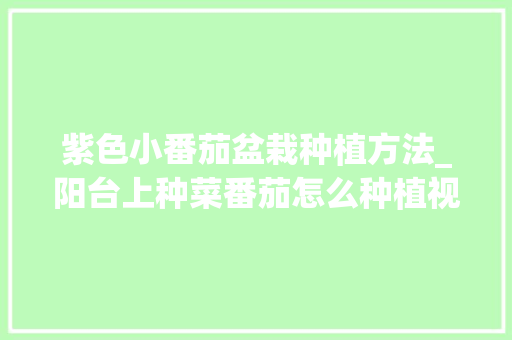 紫色小番茄盆栽种植方法_阳台上种菜番茄怎么种植视频
