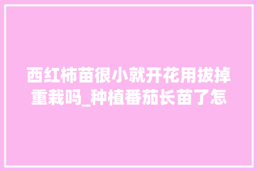西红柿苗很小就开花用拔掉重栽吗_种植番茄长苗了怎么办呢