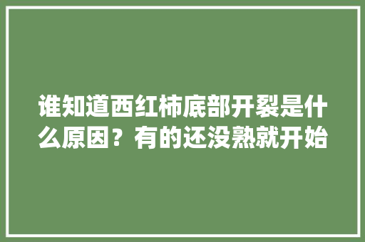 谁知道西红柿底部开裂是什么原因？有的还没熟就开始裂了_种植番茄裂口怎么办视频