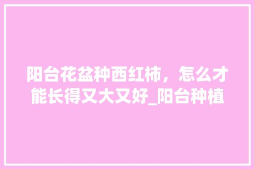 阳台花盆种西红柿，怎么才能长得又大又好_阳台种植番茄怎么追肥呢
