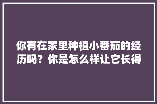你有在家里种植小番茄的经历吗？你是怎么样让它长得更好的_家里种植番茄怎么结果快呢