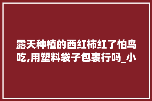 露天种植的西红柿红了怕鸟吃,用塑料袋子包裹行吗_小番茄种植盆子怎么种植视频