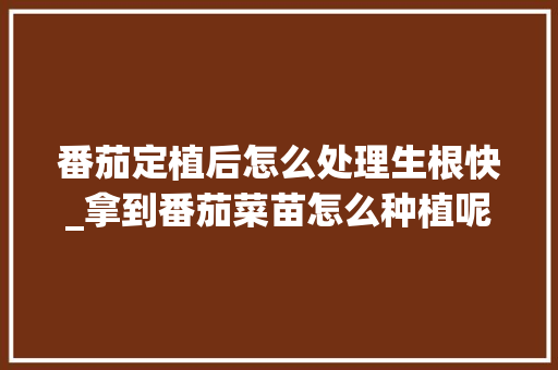 番茄定植后怎么处理生根快_拿到番茄菜苗怎么种植呢视频 番茄定植后怎么处理生根快_拿到番茄菜苗怎么种植呢视频 种植技巧