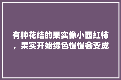 有种花结的果实像小西红柿，果实开始绿色慢慢会变成红色果实里面全是种子,这种植物叫什么_橙色番茄种子怎么种植的