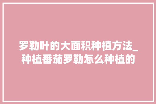罗勒叶的大面积种植方法_种植番茄罗勒怎么种植的