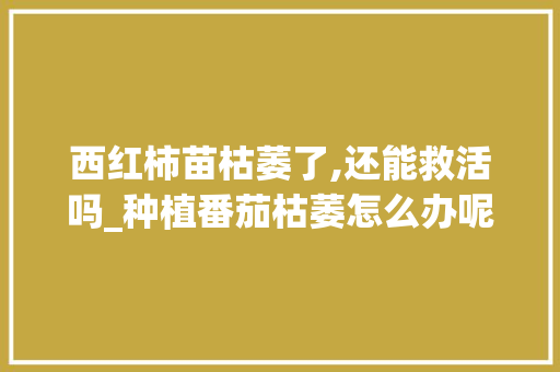 西红柿苗枯萎了,还能救活吗_种植番茄枯萎怎么办呢 西红柿苗枯萎了,还能救活吗_种植番茄枯萎怎么办呢 番茄种植技巧