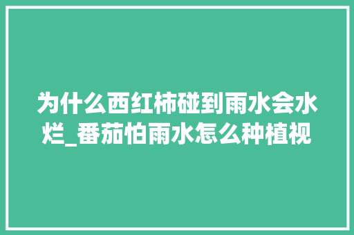 为什么西红柿碰到雨水会水烂_番茄怕雨水怎么种植视频