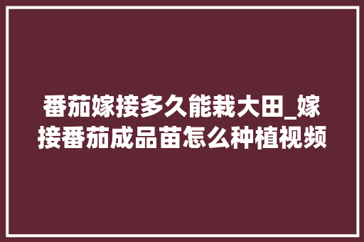 番茄嫁接多久能栽大田_嫁接番茄成品苗怎么种植视频