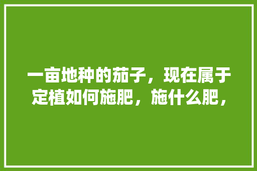 一亩地种的茄子，现在属于定植如何施肥，施什么肥，肥料量需要兑多少水_稻田种植番茄怎么施肥视频