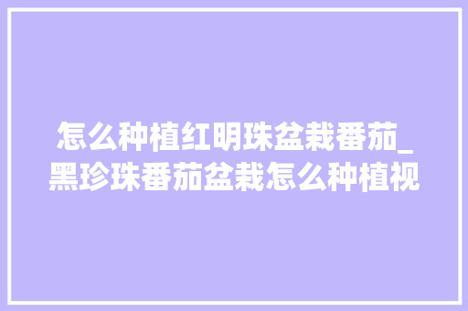 怎么种植红明珠盆栽番茄_黑珍珠番茄盆栽怎么种植视频