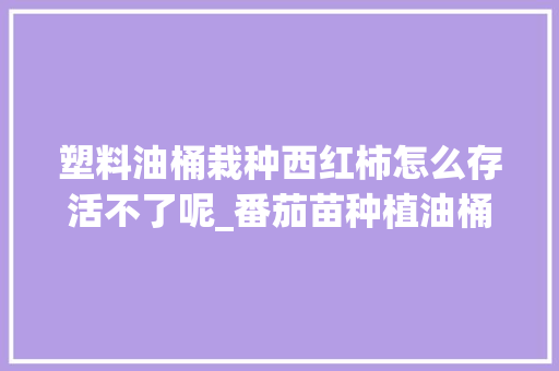 塑料油桶栽种西红柿怎么存活不了呢_番茄苗种植油桶怎么种植 塑料油桶栽种西红柿怎么存活不了呢_番茄苗种植油桶怎么种植 土壤施肥