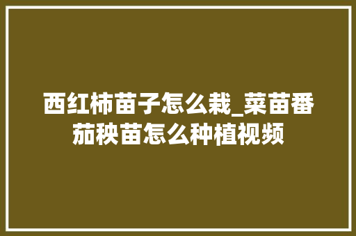 西红柿苗子怎么栽_菜苗番茄秧苗怎么种植视频 西红柿苗子怎么栽_菜苗番茄秧苗怎么种植视频 花朵知识