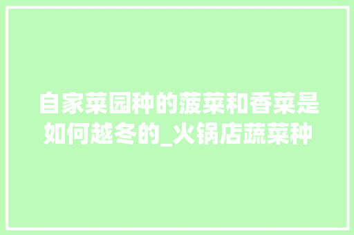 自家菜园种的菠菜和香菜是如何越冬的_火锅店蔬菜种植技巧和方法 自家菜园种的菠菜和香菜是如何越冬的_火锅店蔬菜种植技巧和方法 番茄种植技巧