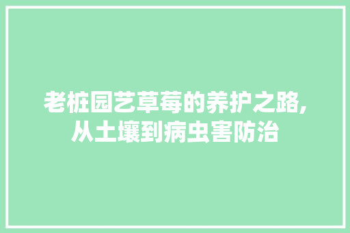 老桩园艺草莓的养护之路,从土壤到病虫害防治