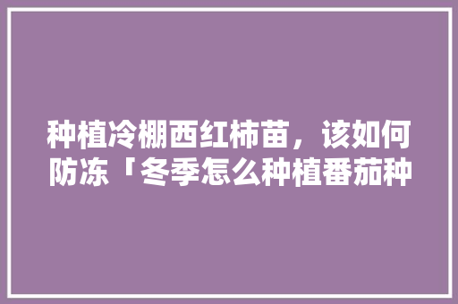 种植冷棚西红柿苗，该如何防冻「冬季怎么种植番茄种子」