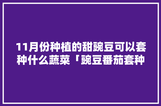 11月份种植的甜豌豆可以套种什么蔬菜「豌豆番茄套种怎么种植视频」