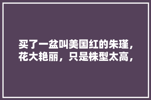 买了一盆叫美国红的朱瑾，花大艳丽，只是株型太高，怎样使用矮壮素等激素控制株型呢「番茄的侧枝怎么种植视频教程」