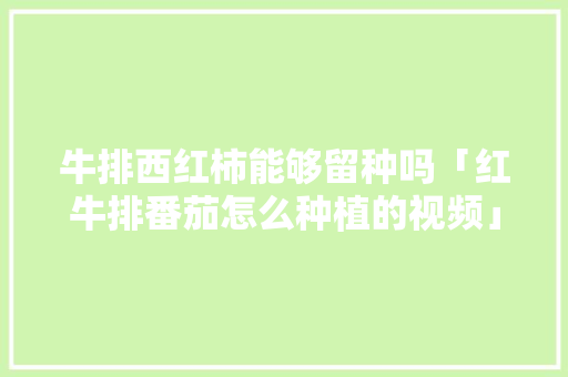 牛排西红柿能够留种吗「红牛排番茄怎么种植的视频」 番茄种植技巧 牛排西红柿能够留种吗「红牛排番茄怎么种植的视频」 牛排西红柿能够留种吗「红牛排番茄怎么种植的视频」 番茄种植技巧