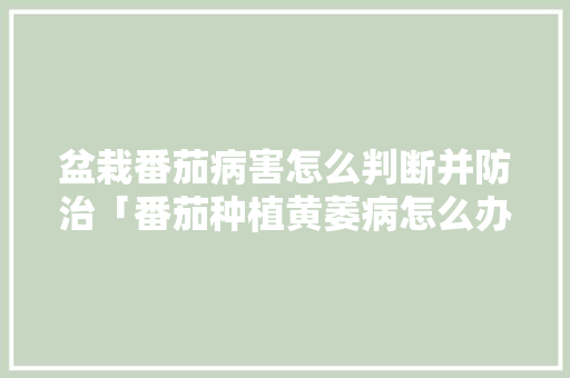 盆栽番茄病害怎么判断并防治「番茄种植黄萎病怎么办呢」 盆栽番茄病害怎么判断并防治「番茄种植黄萎病怎么办呢」 植物种类