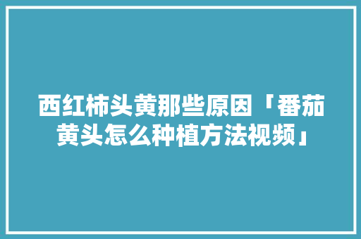 西红柿头黄那些原因「番茄黄头怎么种植方法视频」 西红柿头黄那些原因「番茄黄头怎么种植方法视频」 番茄种植技巧