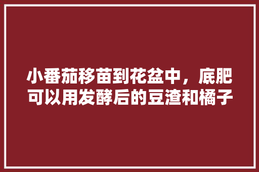 小番茄移苗到花盆中，底肥可以用发酵后的豆渣和橘子皮吗？注意什么「木屑种植番茄怎么种好呢」 小番茄移苗到花盆中，底肥可以用发酵后的豆渣和橘子皮吗？注意什么「木屑种植番茄怎么种好呢」 番茄病虫害防治