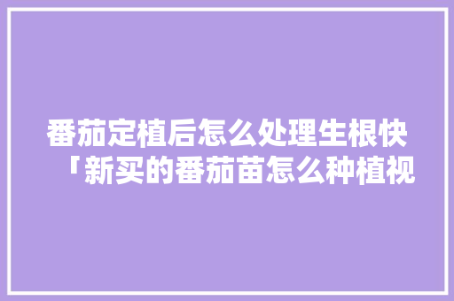 番茄定植后怎么处理生根快「新买的番茄苗怎么种植视频」 番茄定植后怎么处理生根快「新买的番茄苗怎么种植视频」 花朵知识