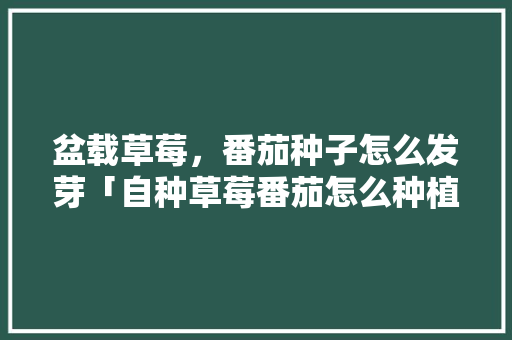 盆载草莓，番茄种子怎么发芽「自种草莓番茄怎么种植视频」 盆载草莓，番茄种子怎么发芽「自种草莓番茄怎么种植视频」 番茄种植技巧