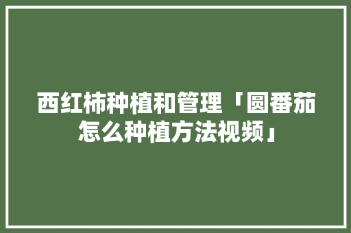 西红柿种植和管理「圆番茄怎么种植方法视频」 西红柿种植和管理「圆番茄怎么种植方法视频」 花朵知识