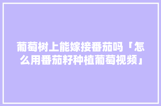 葡萄树上能嫁接番茄吗「怎么用番茄籽种植葡萄视频」