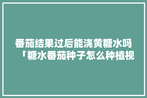 番茄结果过后能浇黄糖水吗「糖水番茄种子怎么种植视频」 番茄结果过后能浇黄糖水吗「糖水番茄种子怎么种植视频」 花朵知识